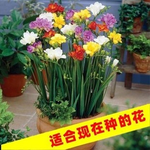 ��ѩ�m�N���ļ��_�����B���N���M��С�n�m�ذ껨���̨�r���N��