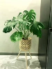 Big leaf turtle back height 90-100cm [including wooden flower stand]