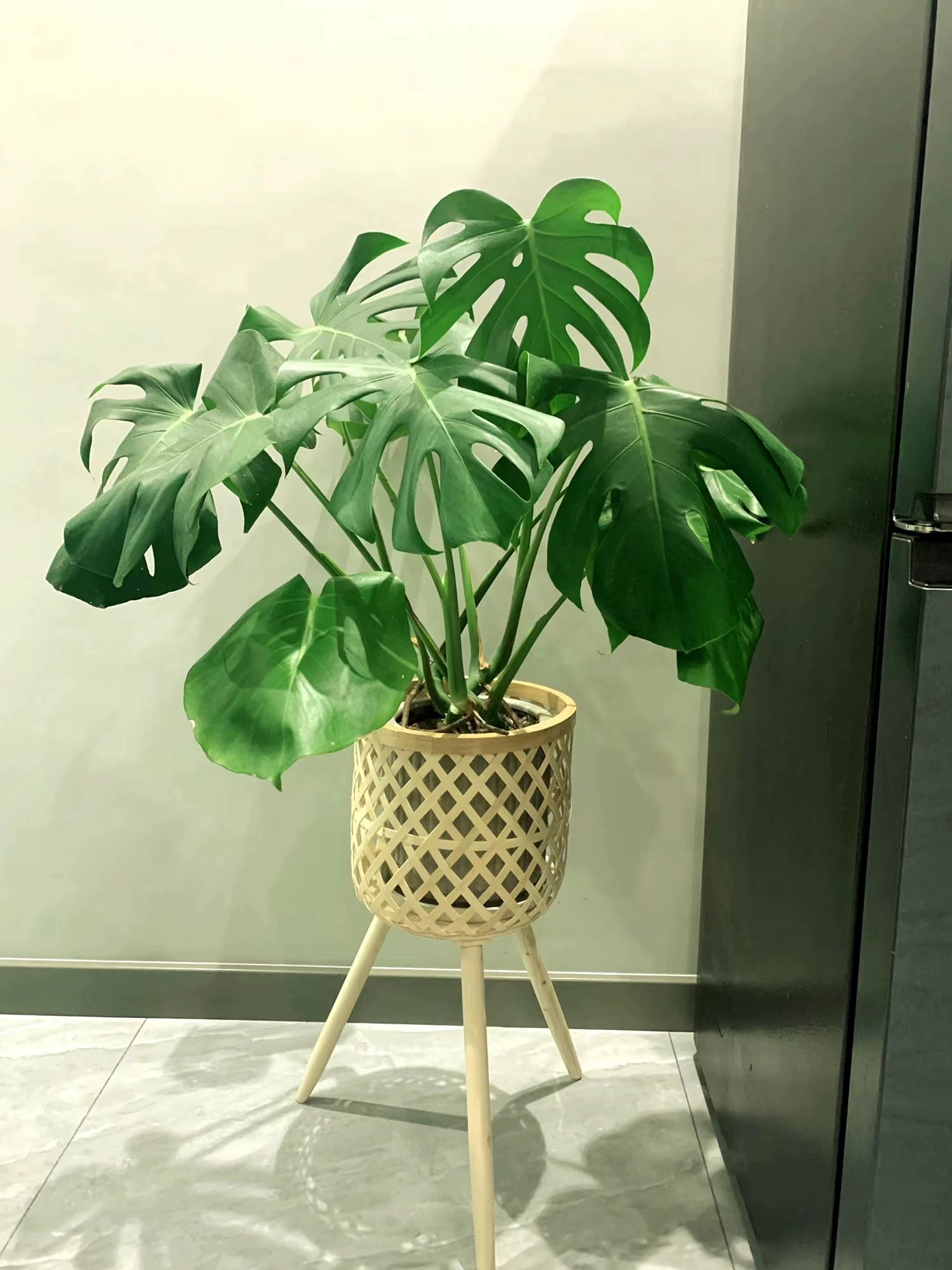 Террариум с тюлеп Bamboo растений для помещений, гостиная, офис
