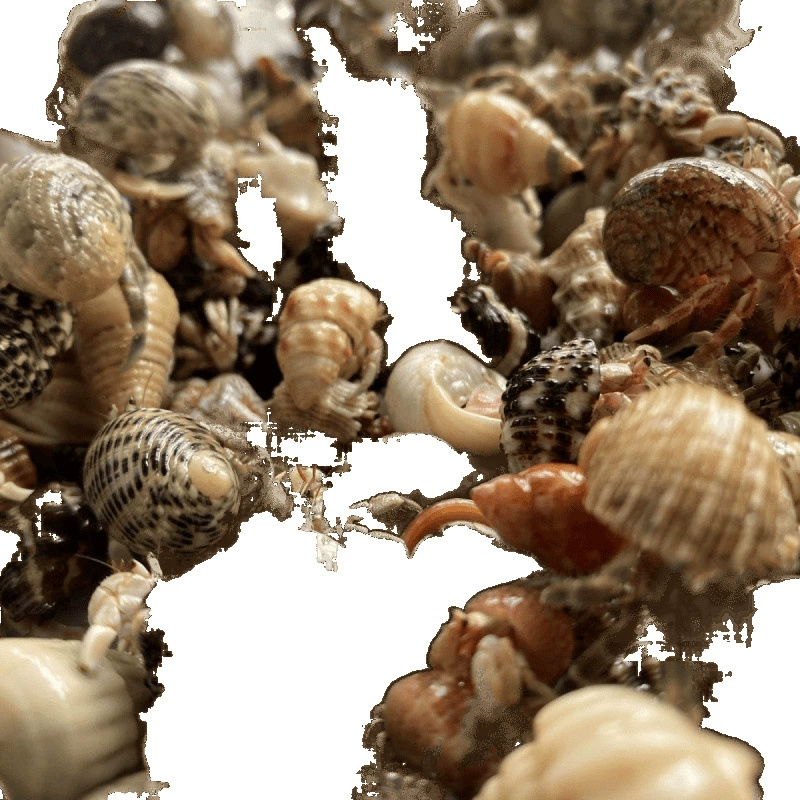 land hermit crabs — ornamental freshwater pets, multicolor mini to large, sizes 1–5 cm