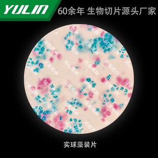 Solid coccolium loaded in medical colleges and universities with histopathological paraffin slide specimen microscope