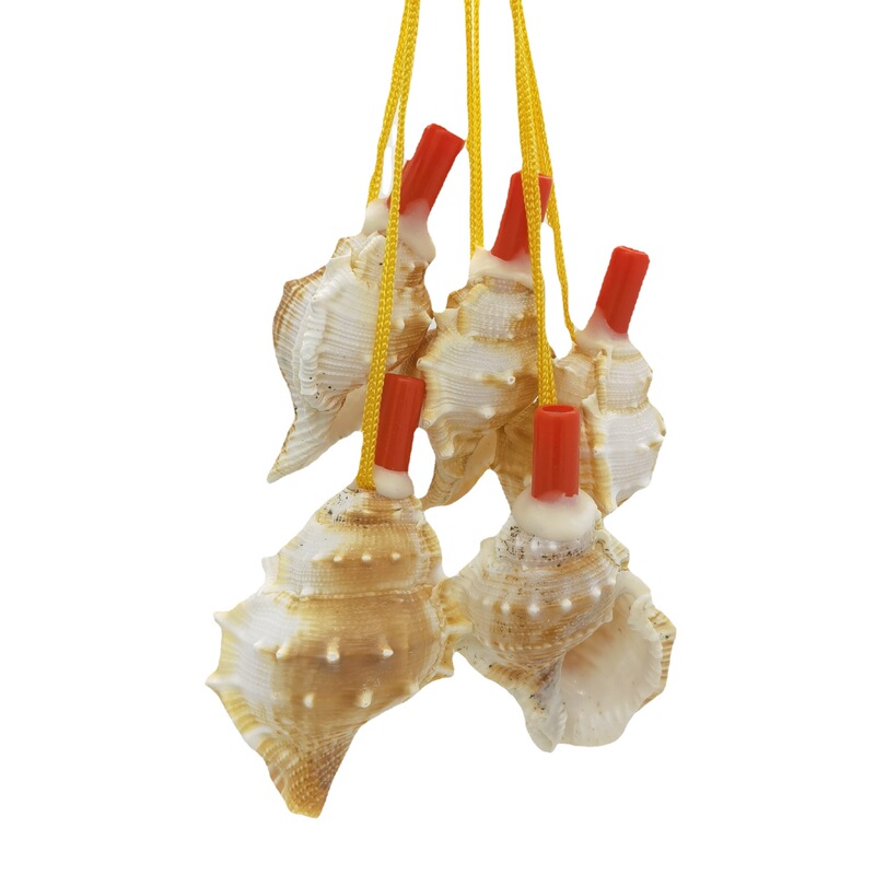 Research and study of natural shells, conch whistles, decorative shells, conch wholesale crafts, push-and-sweep codes for tourist areas