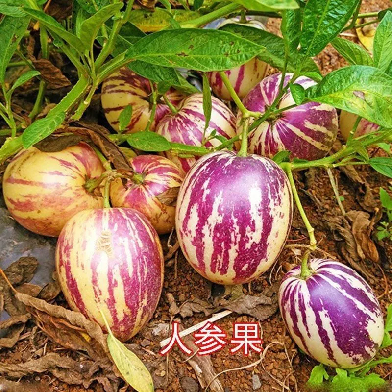 Семена плодов женьшеня, посеянные в четыре сезона Редкие специальные Фруктовые Семена Двойное желтое сердце Высокоурожайные фрукты Овощные семена на балконе в горшке