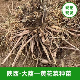 其他干货;野生菜类;库存农产品
