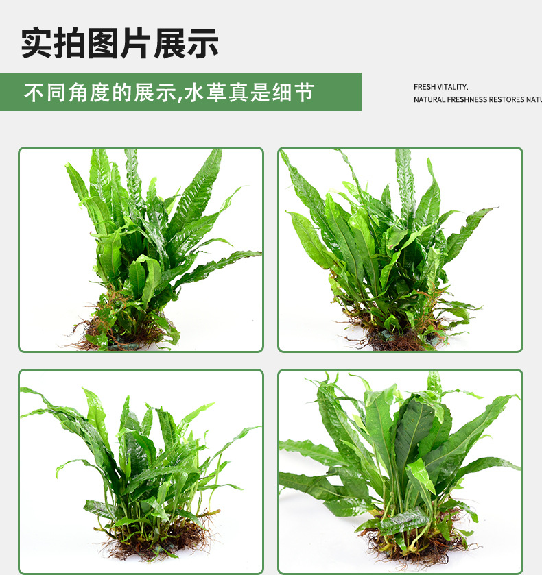 Zhifeng details page new 2_10
