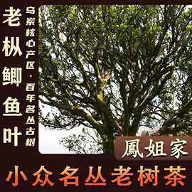 凤姐家茶【古树茶 鲫鱼叶】稀有单丛茶 乌岽单枞茶 潮州凤凰单从