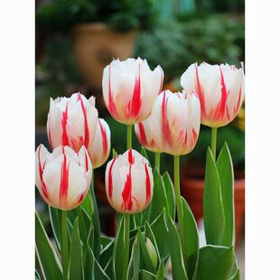 �M��5�w�������N�� ��ˮ�����Ի����ļ����m�ͺ��N���L���Ӱٺ�