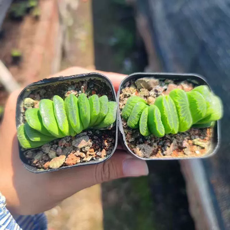 Нефритовый веер 5-8 см большой лист 8 -10 листьев Двенадцать видов суккулентов