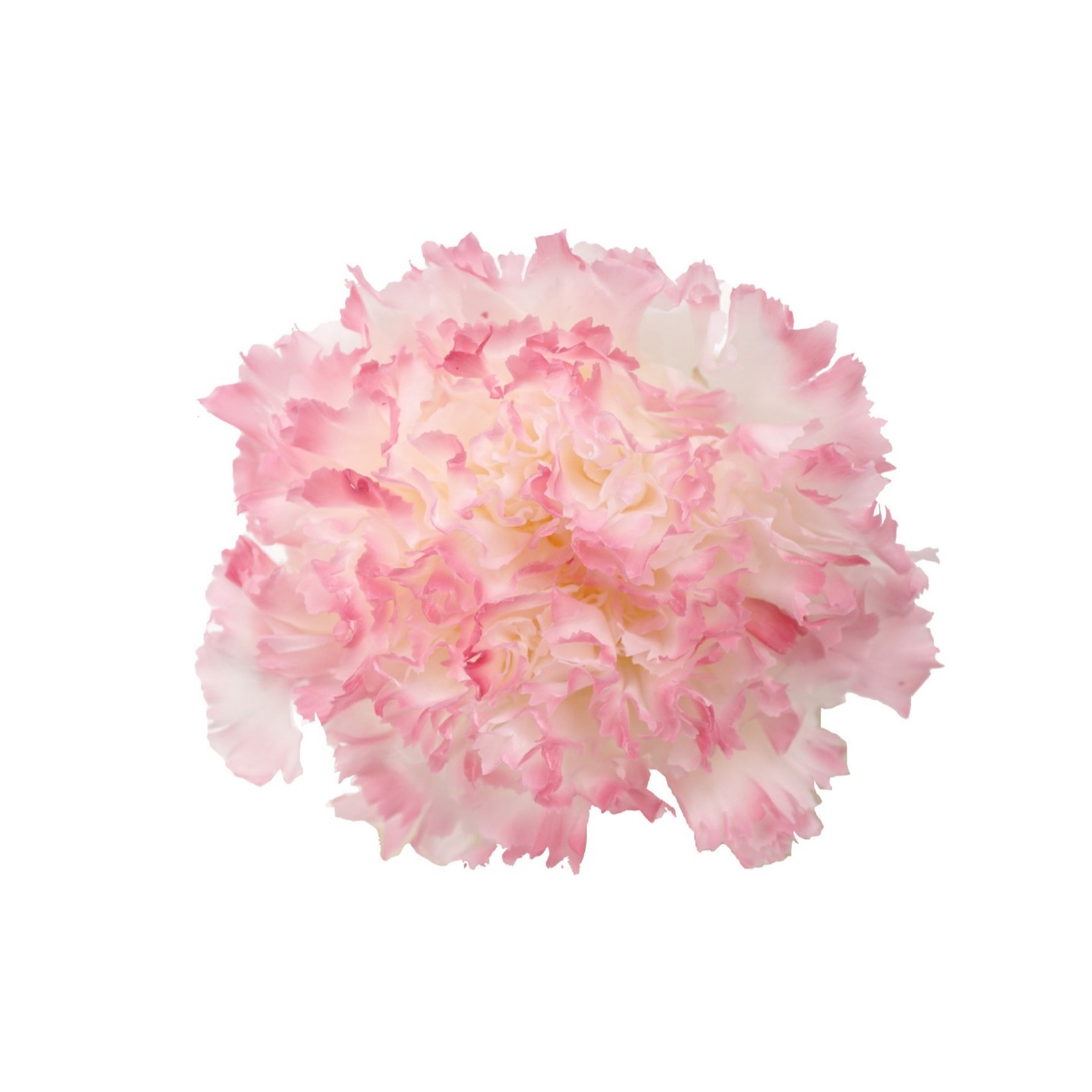 Venta directa de fábrica flor eterna material 4-5cm de dos colores Clavel flor eterna material de bricolaje