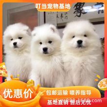 ���N�_ĦҮ��Ȯ���w΢Ц��ʹ��ɐۺ�������ѩ��ɫ����Ȯ����Ȯ