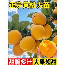 黄桃树苗嫁接苗庭院盆栽耐寒水蜜桃果树苗南北方种植桃苗当年结果