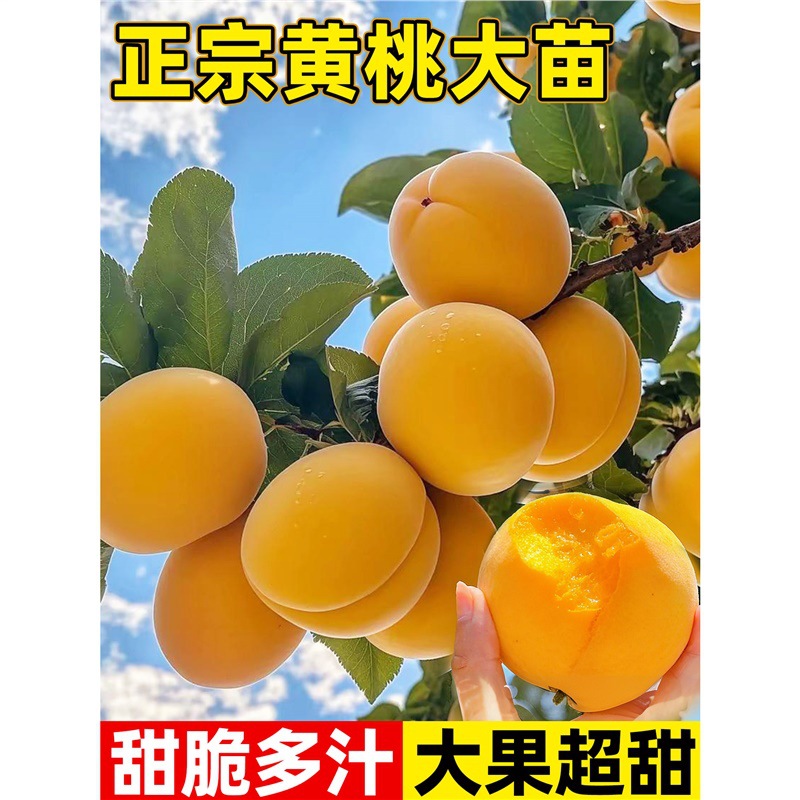 黄桃树苗嫁接苗庭院盆栽耐寒水蜜桃果树苗南北方种植桃苗当年结果