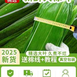 2025粽叶新鲜粽子叶大号老式芦苇叶现摘包粽子专用端午节商用批发