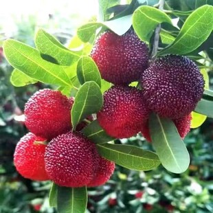 ��S�F؛Ұ����÷���r�Fժݩ�jС��÷�r���ݾ�����t��÷�ЋDˮ��