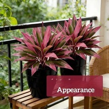 �羳�¿�Artificial Ti Plant�����ֲ��������ľ��Ѫ��