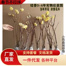 һ�����l�Y�㻨�煲���Y������ͺ�����ֲ��ͥԺ�e������ϲ����Y