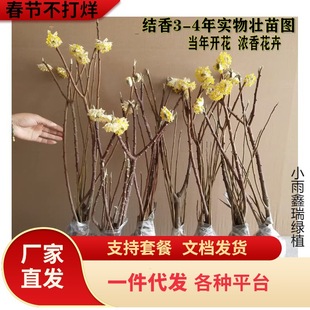 һ�����l�Y�㻨�煲���Y������ͺ�����ֲ��ͥԺ�e������ϲ����Y