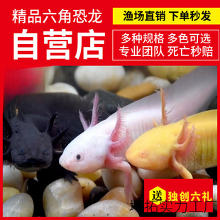 �������~���ǿ����~���~ϔ���B��ˮ�~�o������^�p�~���ﵭˮ�~