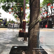 ���ϸɘ�֦늾����@��ľ���ٗl�bܷ�Ƥ������Ę��ٴ�������