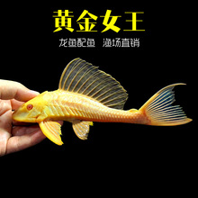 �S��Ů�������󷫻��wС�ͱ��y���������������~�Ꭷ�^�p���~