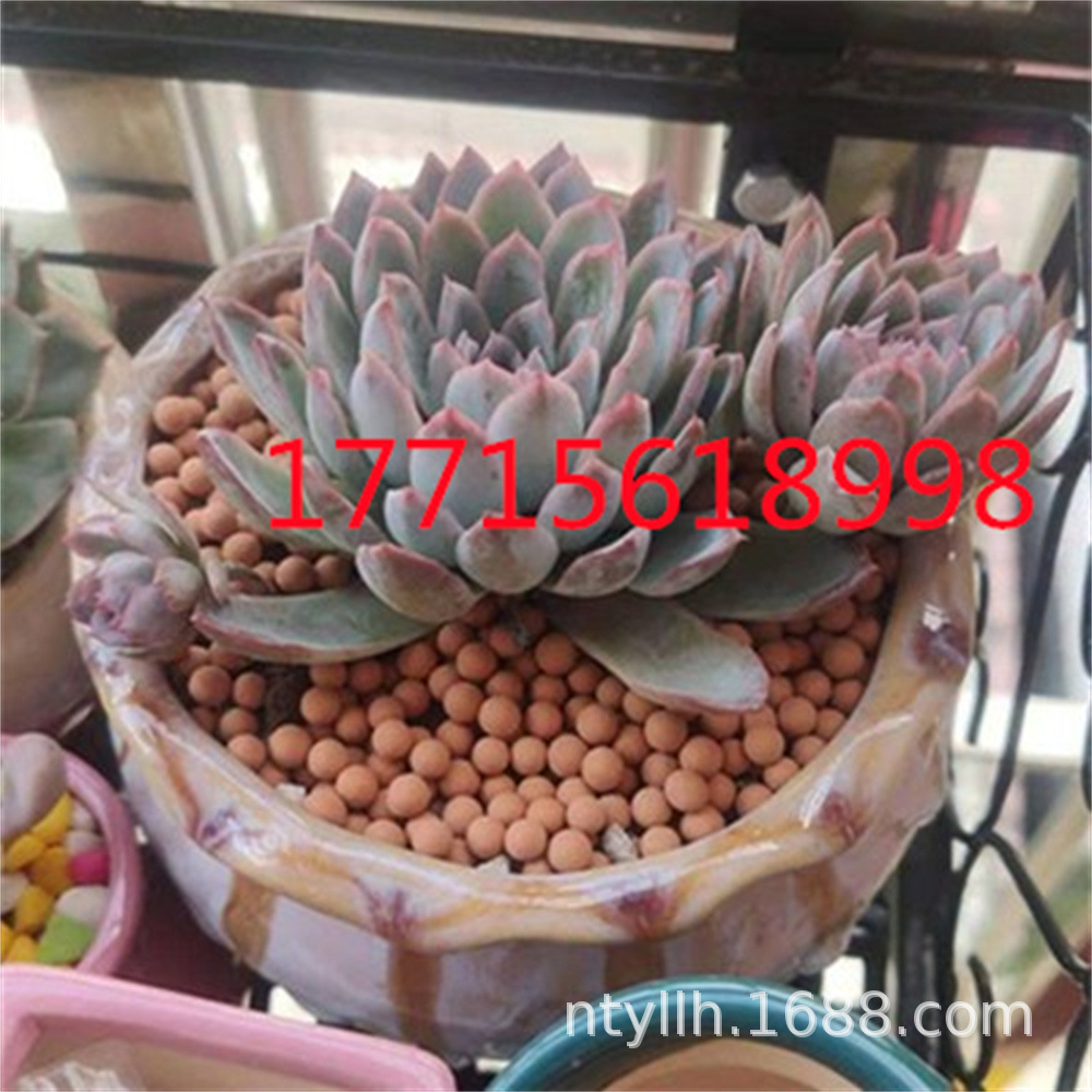 O1CN01wwrN4X2AEpO88Cy8y_!!2212