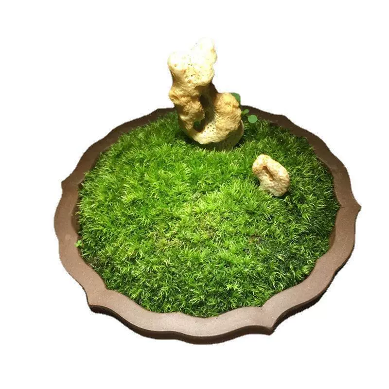 Живая моховая композиция Fresh moss растение белогрудый мох микро-ландшафт экологическая бутылка вода и landscape озеленение искусственная гора бонсай мох