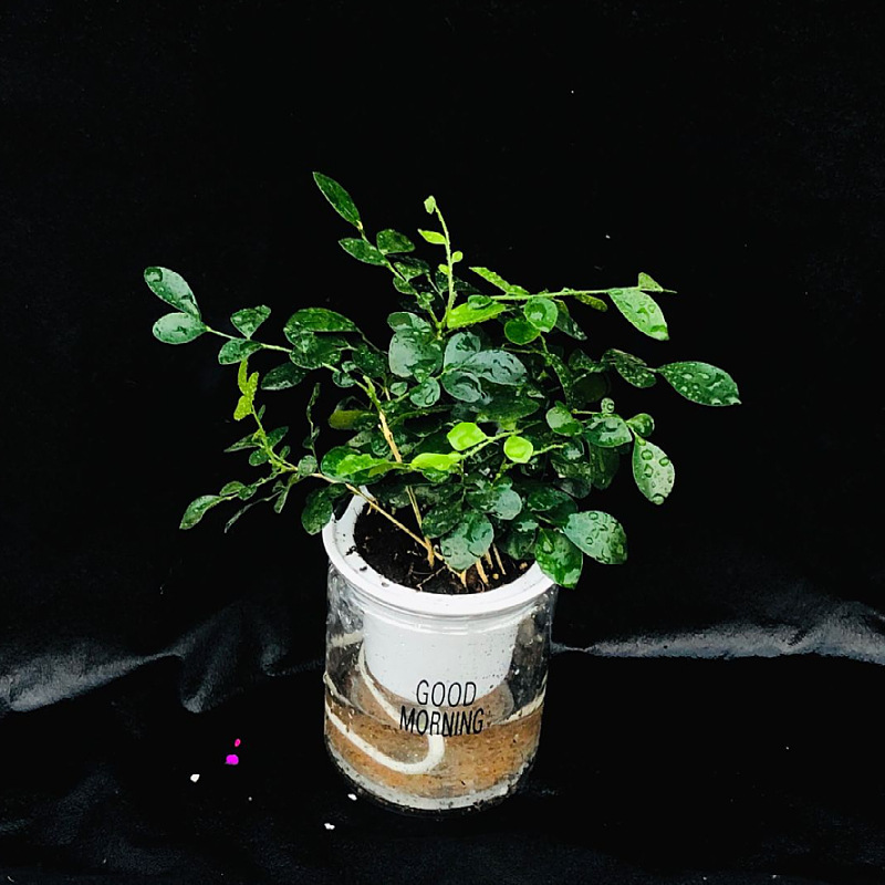 Oficina de árboles ricos para cultivar pequeñas plantas verdes en maceta, flores de arroz, plantas de mesa hidropónicas de orquídea de tigre image 10