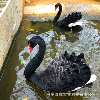 观赏黑天鹅幼苗哪里有养殖的黑天鹅养殖场种鹅一年产多少蛋