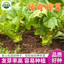 �Ĵ�����ե�ˏS��ֱ�l�ߴ���ͥ�Nֲ�׳ɻ�Ʒ�������߲˷N�Ӵ�ȫ