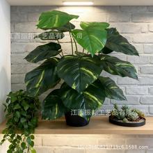 �羳����GֲС�������O���~�����~�Gɫֲ��G�}�~�ٻ��b�ˇƷ