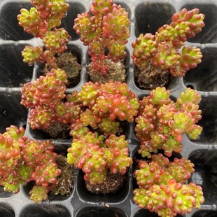 Red Berry Real Shot 3-4cm Plug Seedling Succulent Plant Base Direct Sales Large Favorably