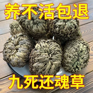 九死还魂草懒人野生盆栽绿萝盆景办公假山迷你绿植养不死卷柏球