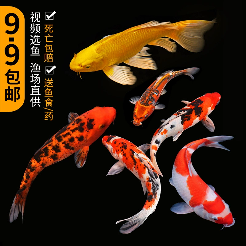 Koi рыба живые рыбы декоративные чистокровные крупные красные и белые холодной воды пресной воде хорошо для жизни, золотая рыбка красная карась, мальки