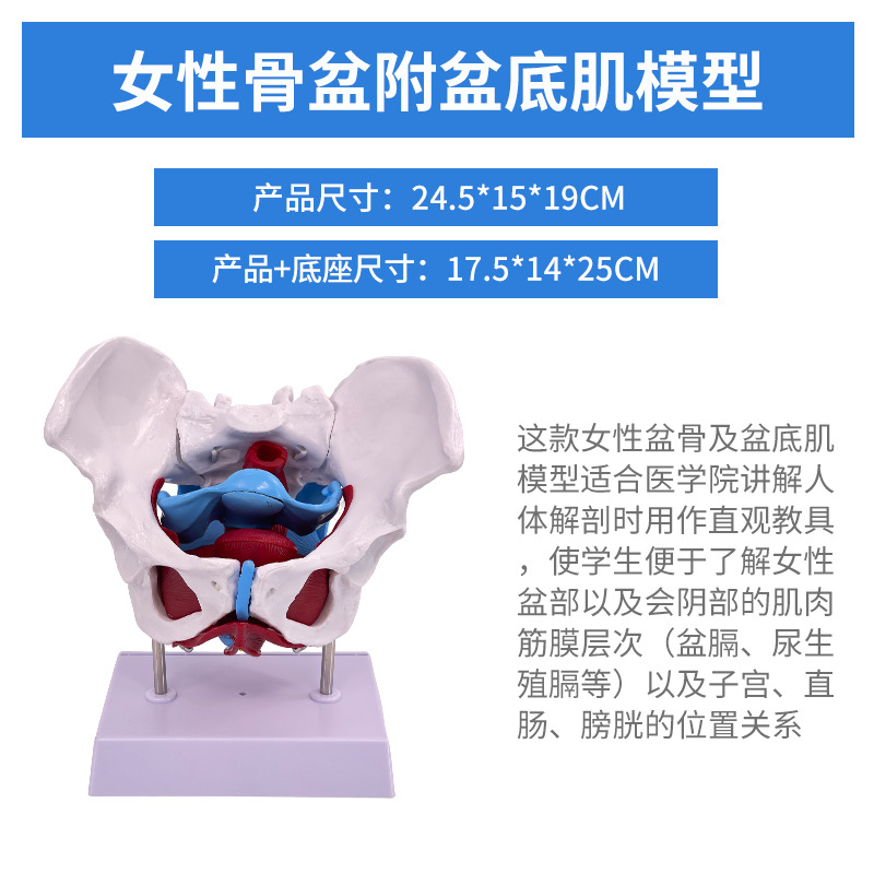 ��ѧ������׼�Ů�Թ��輰�ӹ�ģ��Ů����ǻ�ṹ������׼��⿵��