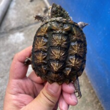 С��������������������������������걱��ʳ�ñ��̶����