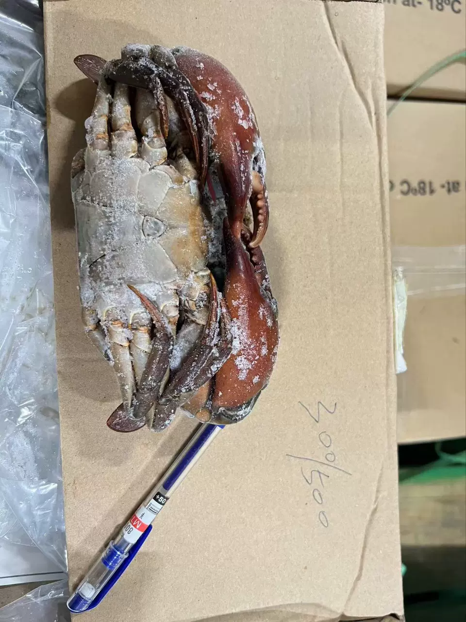 生冻孟加拉缅甸野生青蟹肉蟹膏蟹螃蟹黑海蟹铁泥波格力蟹