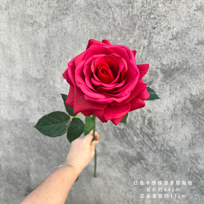 붉은색 촉촉한 다층 코뿔꽃 5송이