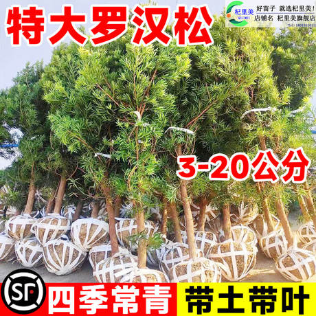 一件代发特大日本罗汉松树苗盆景小叶雀舌室外庭院地栽造型树桩名