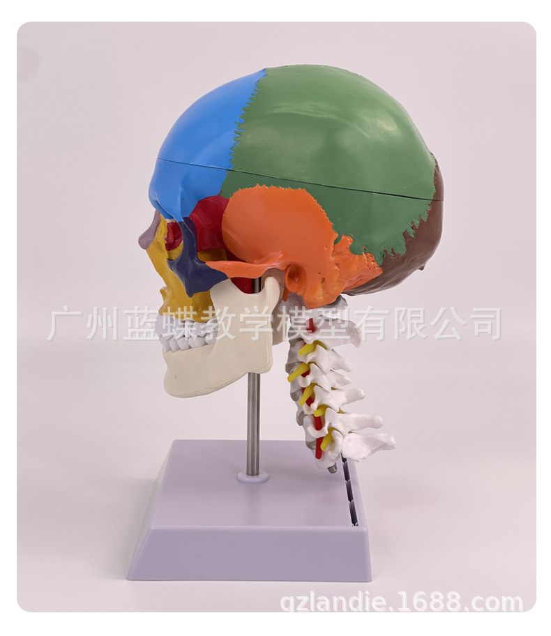 彩色头骨-详情页_16