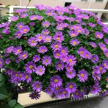 NӶ༾_׷NСշN҃ԻСrֲN