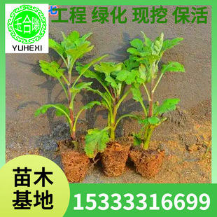 Wholesale Chrysanthemum Seedlings, Chrysanthemum Potted Plants, Perennial Chrysanthemums Blooming in All Seasons, Indoor and Outdoor Cold-Resistant Courtyard Balcony Flowers