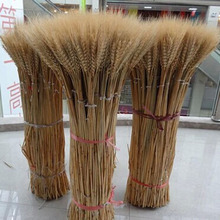 ���뵾��С��������ɻ���Ȼֲ���b� ���յ����滨�������]