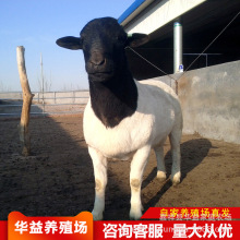 种羊养殖场销售 杜泊绵羊 澳洲白绵羊 白头杜波绵羊羊羔