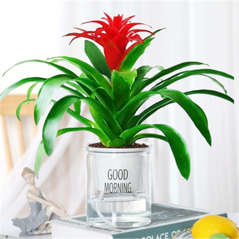 Lucent Dangtou (좋은 아침 분지) + 영양 솔루션