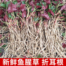 四川野生折耳根不洗带土带泥新鲜鱼腥草嫩根带叶子现挖现发贵州