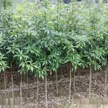 С�~�����M��������w�b�S̴�E�10��z�ľ̴���������㳣Ҏ