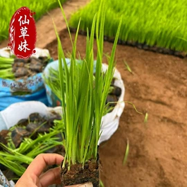宿根花卉;一二年生花卉;灌木