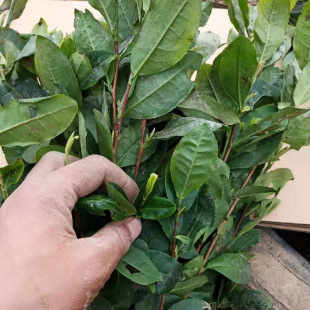 ���~�簲���S��ѿ�ն�����ݴ��Ϸ��Nֲ���ײ������G���ͺ�ͥԺ