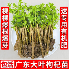 ʳ����轘�����~��轲˷Nֲ�����Ե������r�߲��Ϸ������ļ����l