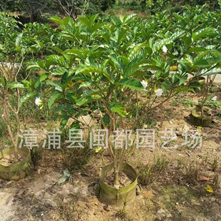 ���鹷���������� �߶� 150cm  �����G�h���@���R ��������ֱ��